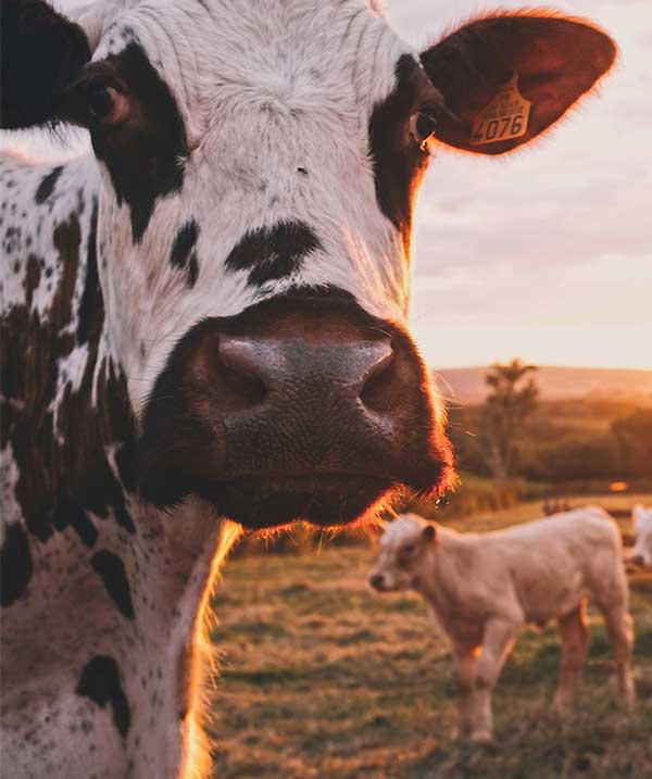 Black Cow