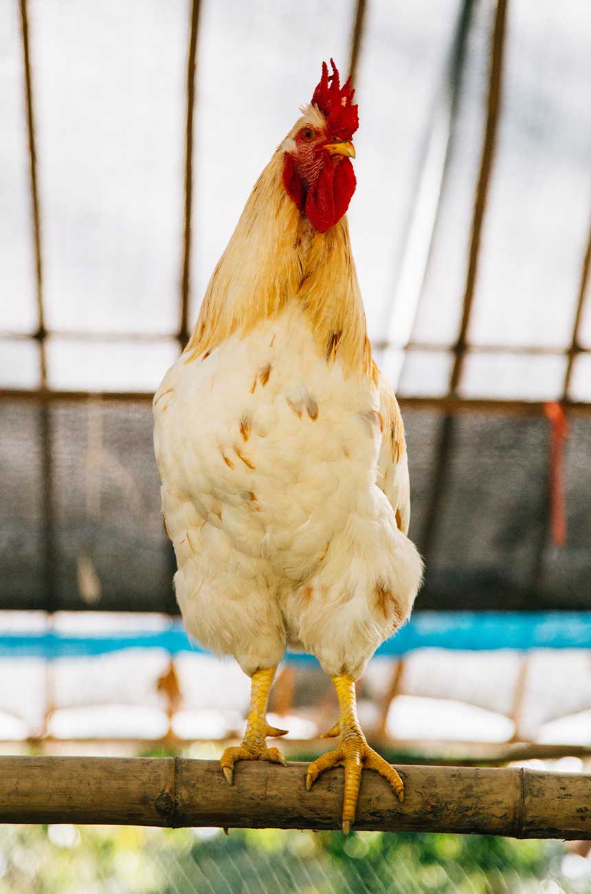 Roster / Chicken