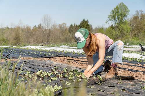 Preparing and Planting